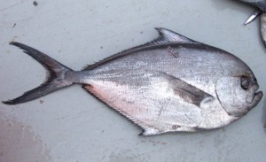 Atlantic Pomfret Picture