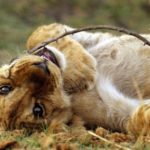 Baby Lion Photos