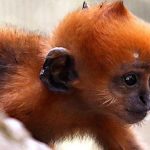 Baby Monkey Images