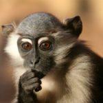 Pictures of Baby Monkey