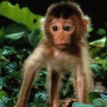 Wallpapers of Baby Monkey
