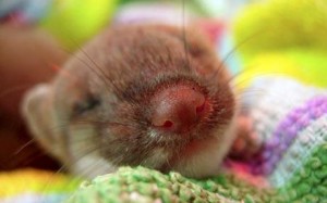 Baby Stoat Baby Stoat Image