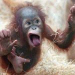 Pictures of Crazy Monkey