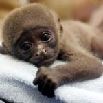 Cute Baby Monkey Pictures