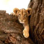 Cute Lion Cub Pictures