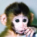 Cute Monkey Pictures