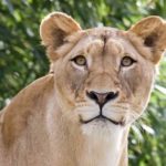Female Lion Photos