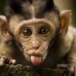 Funny Baby Monkey Pictures