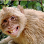Funny Monkey Images