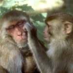 Pictures of Funny Monkey
