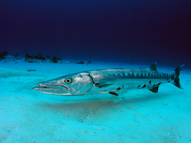 [Image: Great-barracuda.jpg]