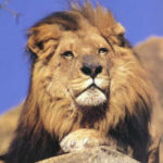 Lion Image