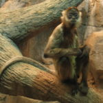 Monkey Images