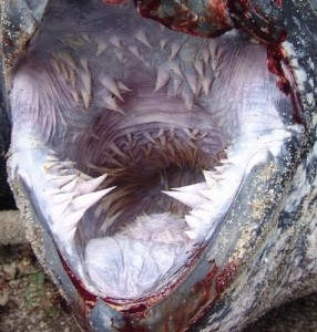 Leatherback Turtle Mouth Image