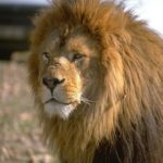 Lion Picture