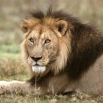 Lion Background