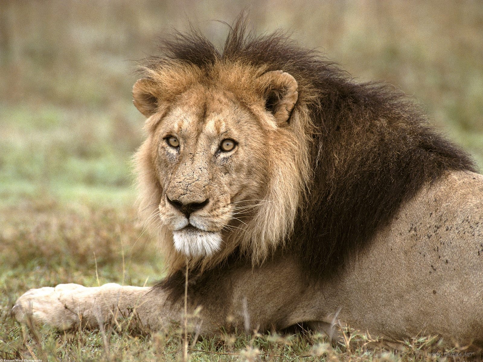 Lion Pictures « Animal Spot