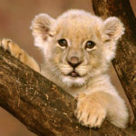 Lion Cub Picture