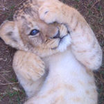 Pictures of Lion Cub