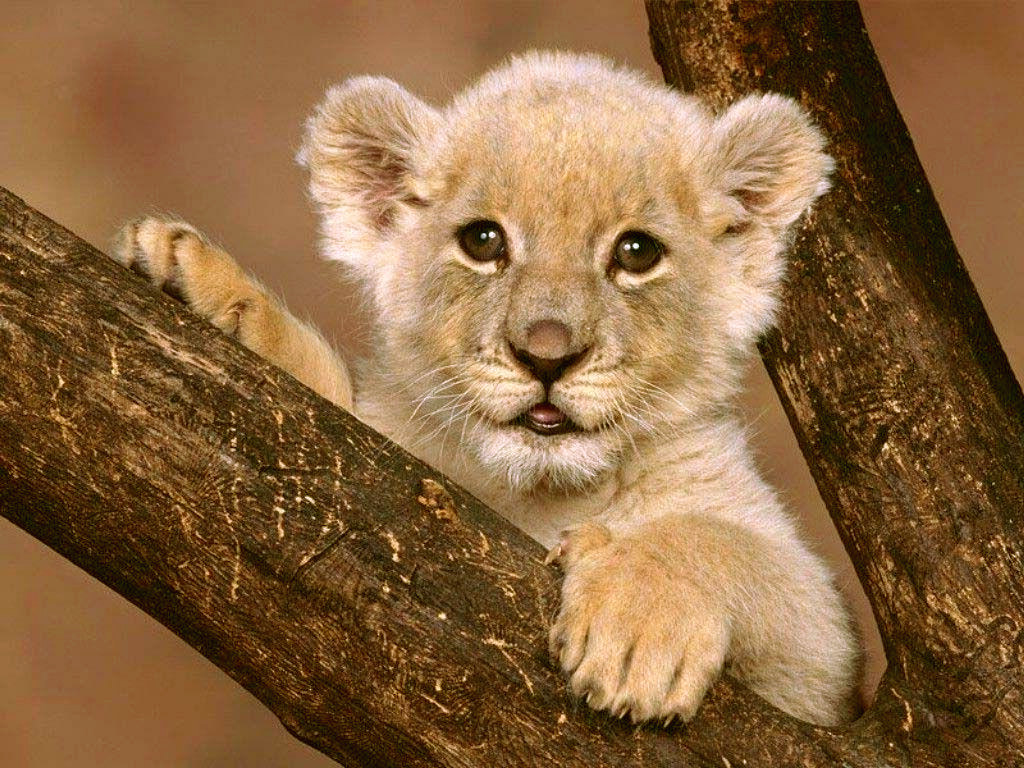 Lion-Cub.jpg
