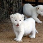 Lion Cubs Picture