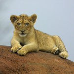 Picture of Lion's Cub