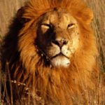 Image of Lion