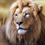 Images of Lion