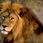 African Male Lion