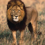 Photo of Lion