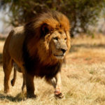 Photos of Lion