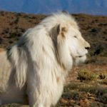 Picture of Lion