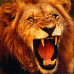 Roar of a Lion