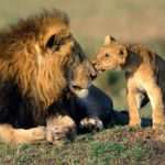 Lion Wallpapers