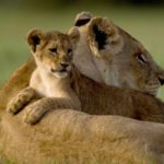 Wallpapers of Lion