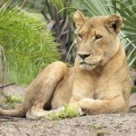 Lioness Pictures