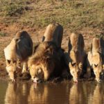 Lions Pictures