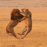 Lions Fighting