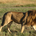 Male Lion Picture