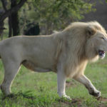 Pictures of White Male Lion
