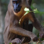 Monkey Pictures