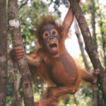 Background of Monkey