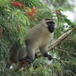 Backgrounds of Monkey