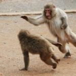 Monkey Fighting Pictures