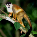 Image of Monkey