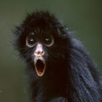Images of Monkey