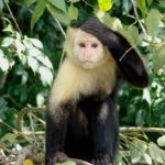 Photo of Monkey