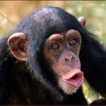 Photos of Monkey