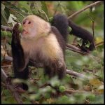 Picture of Monkey