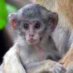 Pictures of Monkey